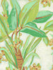 Island Leaf Fresco I Poster Print - June Erica Vess