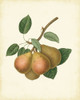 Plantation Pears I Poster Print - Unknown