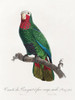 Levaillant Parrot VI Poster Print - Francois Levaillant