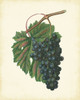Plantation Grapes I Poster Print - Unknown