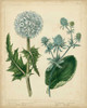 Cottage Florals III Poster Print - Sydenham Edwards