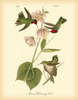 Anna Hummingbird Poster Print - John James Audubon