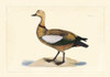 Selby Duck V Poster Print - John Selby