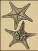 Shells on Khaki II Poster Print - Denis Diderot