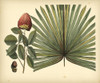 Antique Brazilian Palm Poster Print - Sir Hans Sloane
