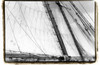 Undersail III Poster Print - Laura DeNardo