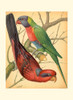 Cassells Parrots IV Poster Print - Cassell