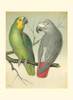 Cassells Parrots II Poster Print - Cassell