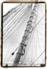 Set Sail VI Poster Print - Laura DeNardo