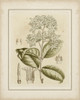 Tinted Botanical III Poster Print - Curtis