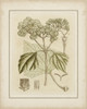 Tinted Botanical IV Poster Print - Curtis