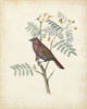 Delicate Birds II Poster Print - Unknown