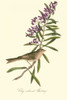 Audubons Bunting Poster Print - John James Audubon