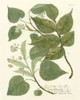 Weinmann Greenery III Poster Print - Weinmann