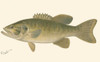 Small-mouthed Black Bass Poster Print - Denton