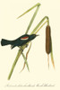Audubons Blackbird Poster Print - John James Audubon