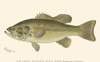Large-mouthed Black Bass Poster Print - Denton