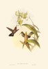 Small Gould Hummingbird IV Poster Print - John Gould