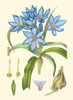 Periwinkle Blooms III Poster Print - Curtis