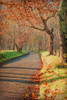 Morning on Sparks Lane III Poster Print - Danny Head
