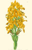 Golden Beauty IV Poster Print - Sydenham Edwards