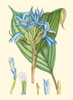 Periwinkle Blooms I Poster Print - Curtis