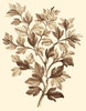 Sepia Munting Foliage I Poster Print - Abraham Munting