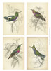 Jardine Hummingbirds Poster Print - unknown