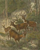 Small Roe Deer Poster Print - Friedrich Specht