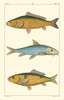 Freshwater Fish II Poster Print - Pretre
