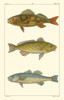 Freshwater Fish I Poster Print - Pretre