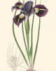 Elegant Iris II Poster Print - Curtis