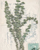 Small Postcard Wildflowers IV Poster Print - Jennifer Goldberger