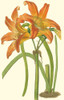 Lily Varieties IV Poster Print - Curtis
