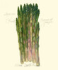 Asparagus Officinalis Poster Print - Elissa Della-Piana