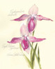 Elissas Garden VI Poster Print - Elissa Della-Piana