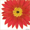 Bright Blossoms I Poster Print - June Erica Vess