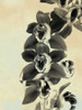 Orchid Blush Panels IV Poster Print - James Burghardt