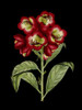 Crimson Flowers on Black III Poster Print - Unknown