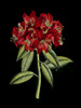 Crimson Flowers on Black II Poster Print - Unknown