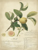 Descube Botanical I Poster Print - A. Descubes