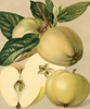 Apple Harvest II Poster Print - Unknown