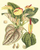 Botanical Fantasy III Poster Print - Unknown