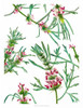 Asian Flower Array I Poster Print - Melissa Wang