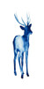 Ink Drop Rusa Deer I Poster Print - Grace Popp