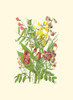 Summer Garden IX Poster Print - Anne Pratt