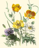 Summer Flowers II Poster Print - Unknown