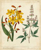 Garden Display I Poster Print - Sydenham Edwards