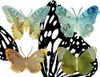 Layered Butterflies IV Poster Print - Sisa Jasper