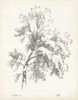 Ash Tree Study Poster Print - Unknown